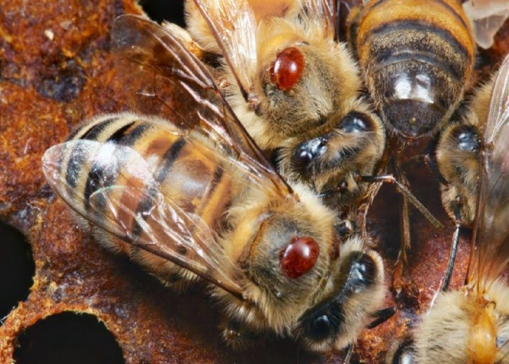 infestación de Varroa